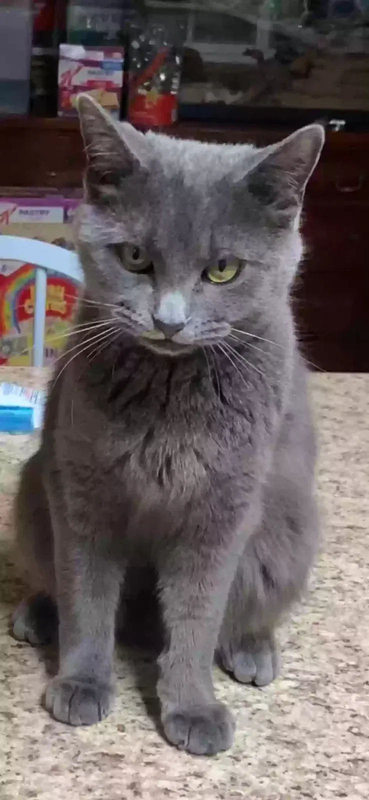 Lost cat in Mont Vernon, NH, 3057