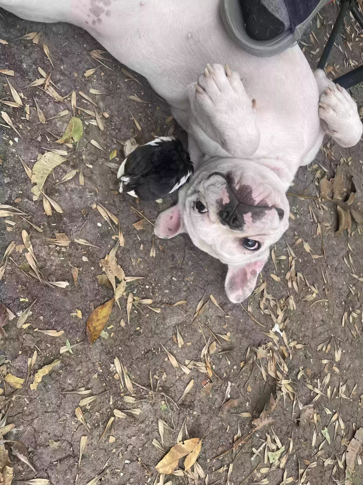 Lost dog in Dallas, TX, 75227
