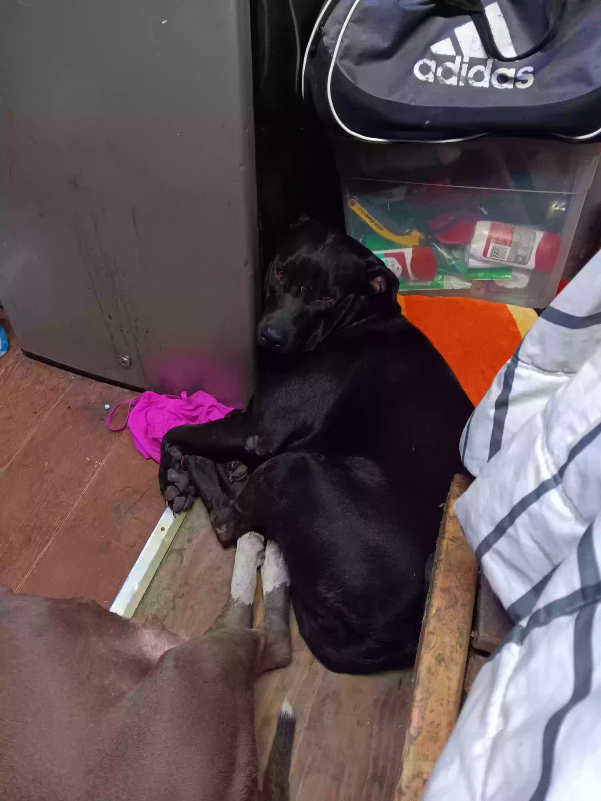 Lost dog in Kansas City, KS, 66105