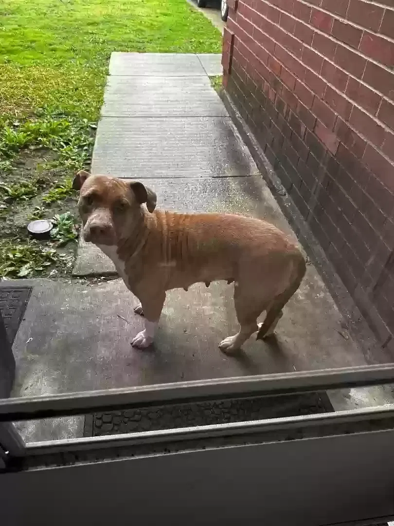 Found dog in Mesquite, TX, 75181