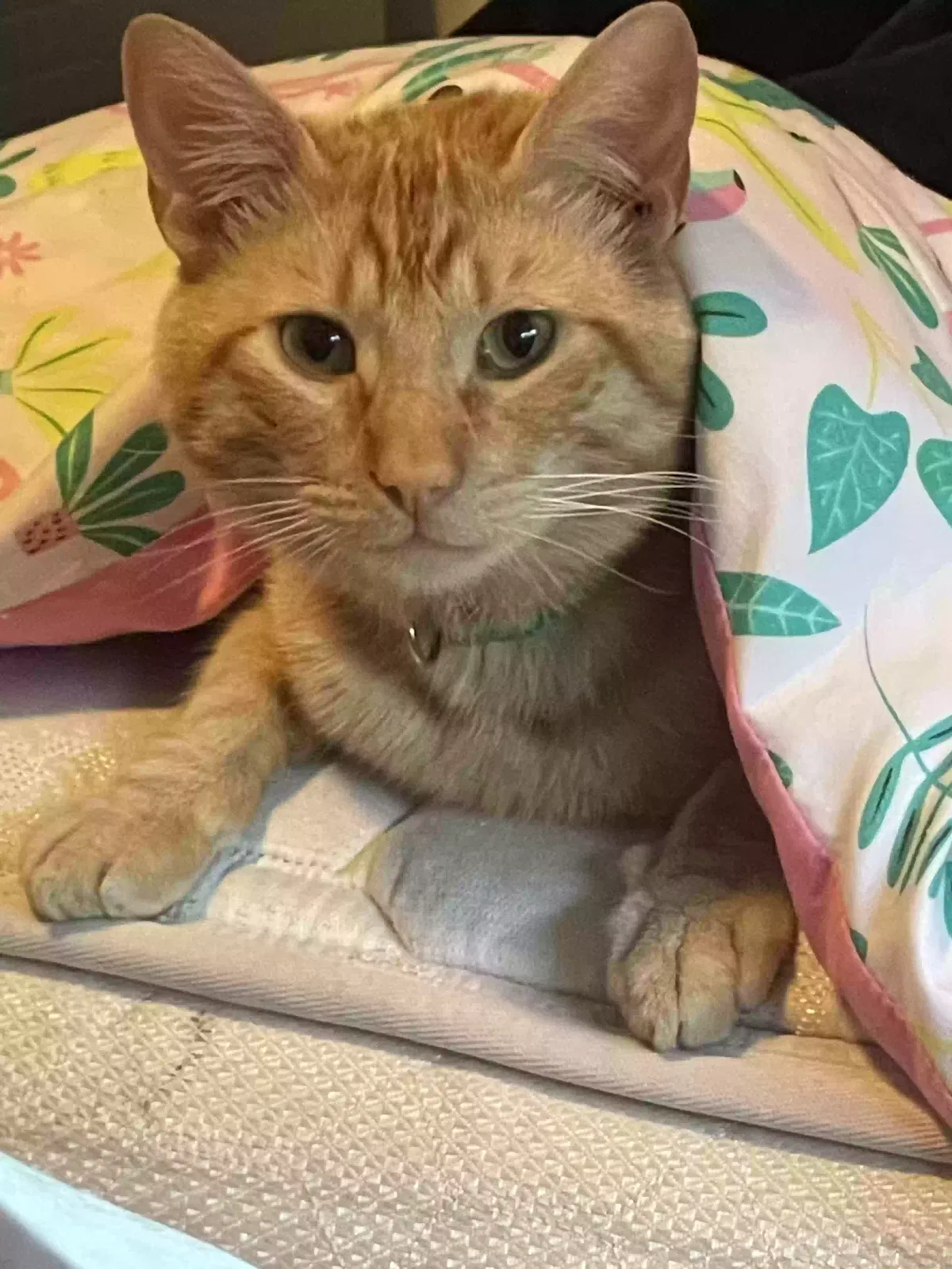 Lost cat in Bakersfield, CA, 93314