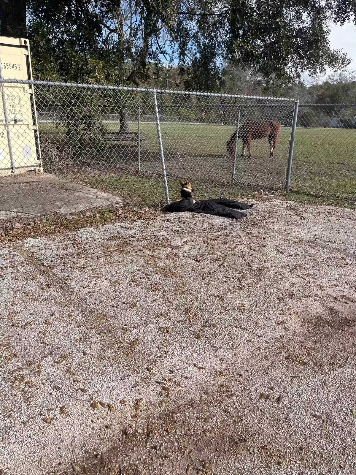 Found dog in Spring, TX, 77386