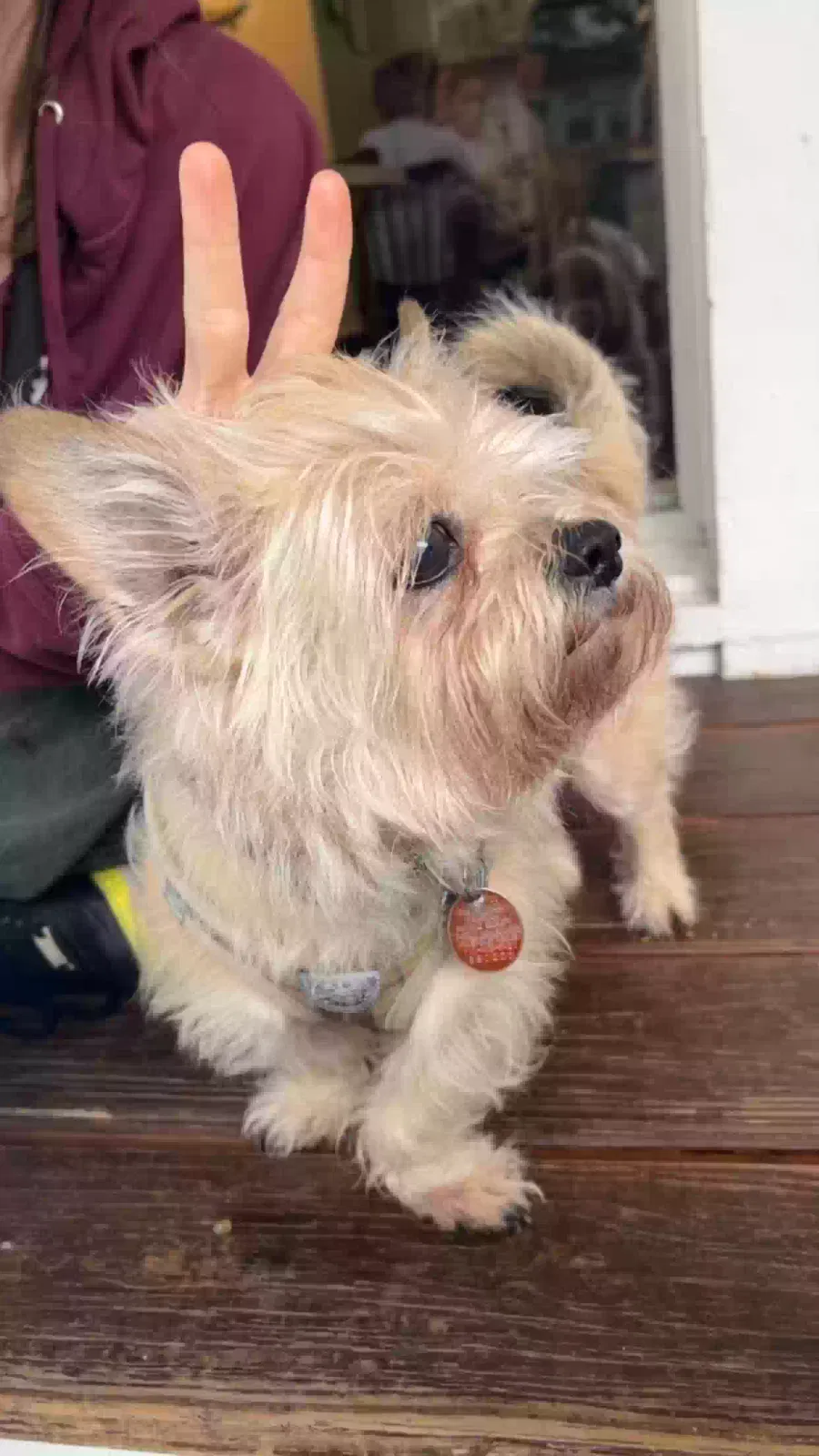 Lost dog in Missouri City, TX, 77459