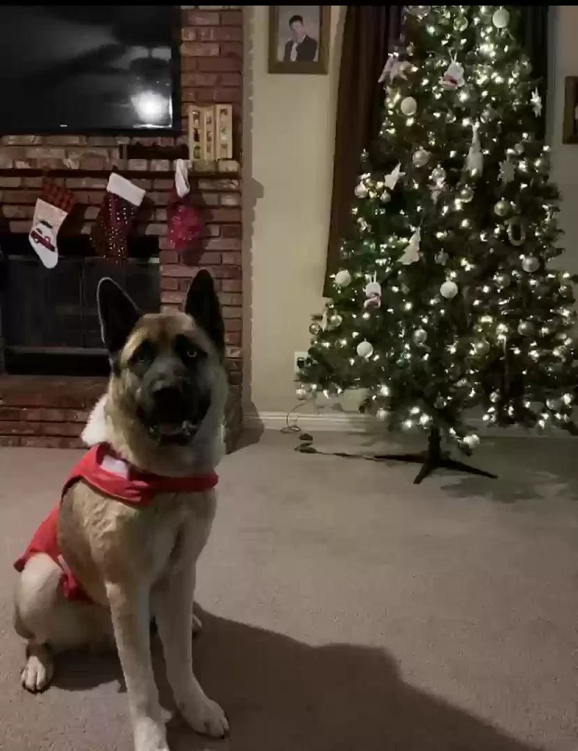 Lost dog in Bakersfield, CA, 93313