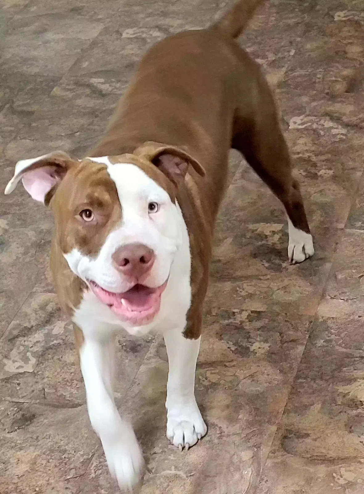 Lost dog in Houston, TX, 77038
