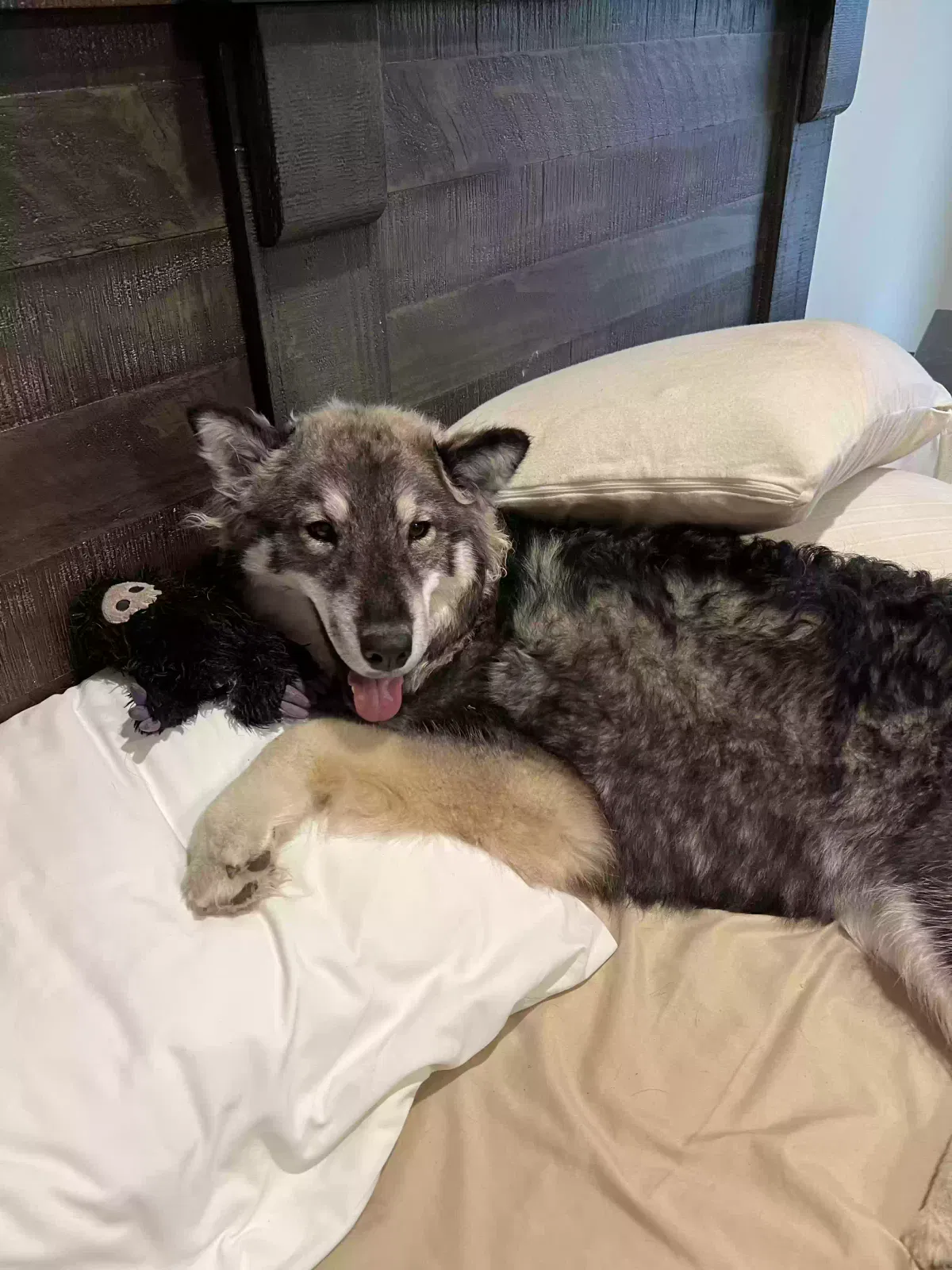 Lost dog in Baton Rouge, LA, 70820