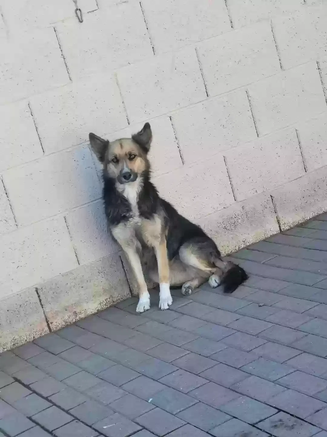 Lost dog in Glendale, AZ, 85301