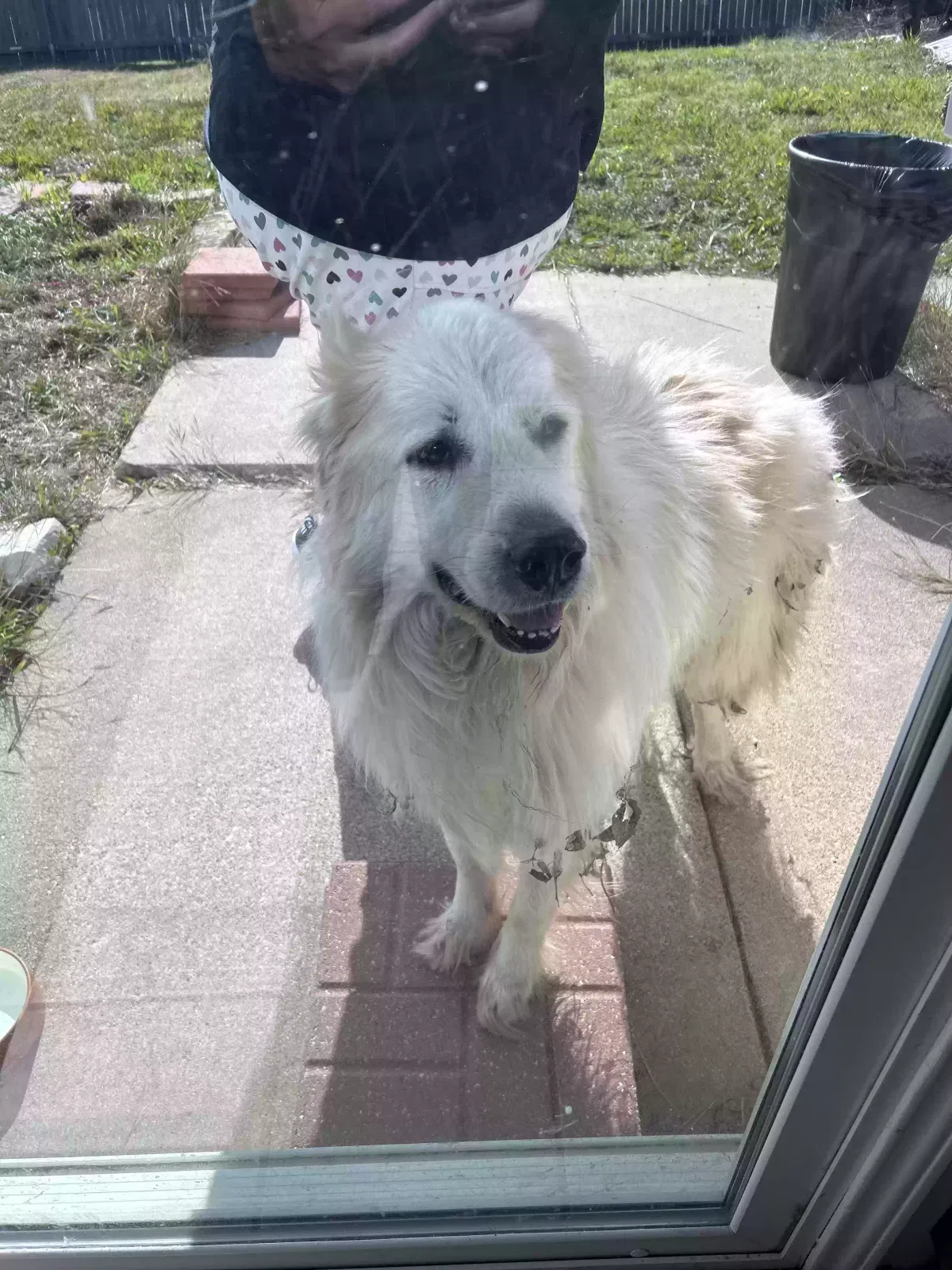 Found dog in Arlington, TX, 76014