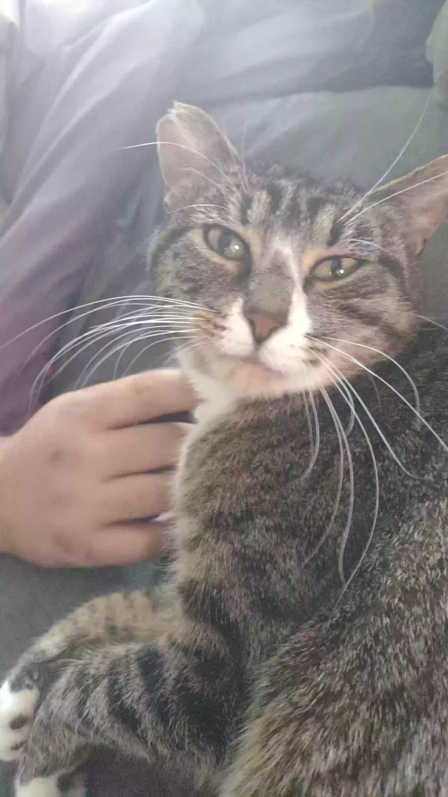 Lost cat in Rockford, IL, 61104