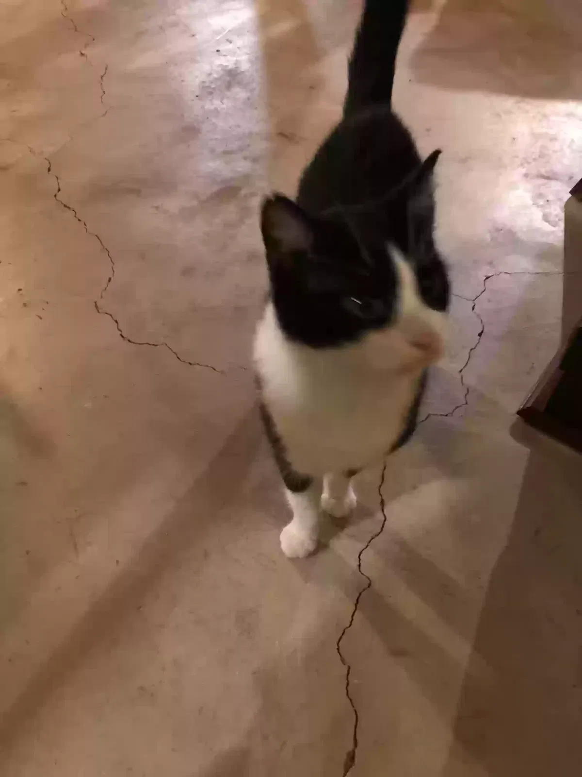 Found cat in Fairport, NY, 14450