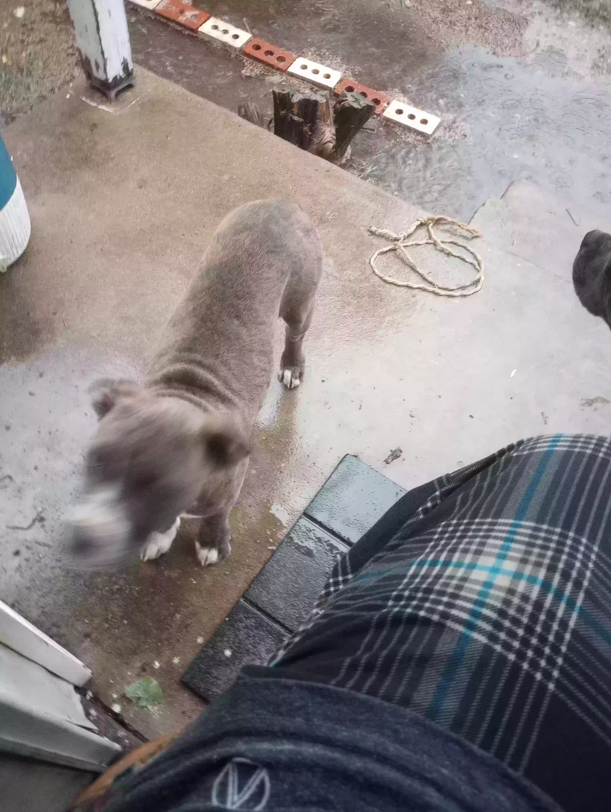 Lost dog in Lawton, OK, 73507