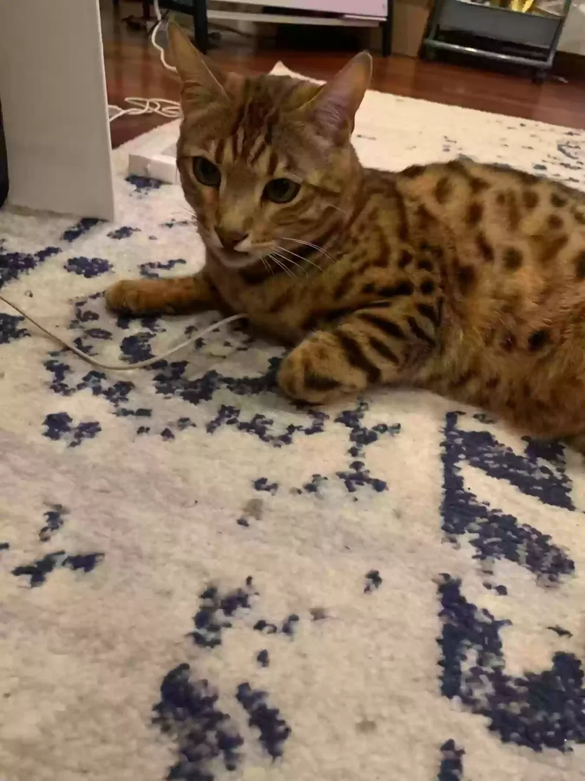 Lost cat in Maple Valley, WA, 98038
