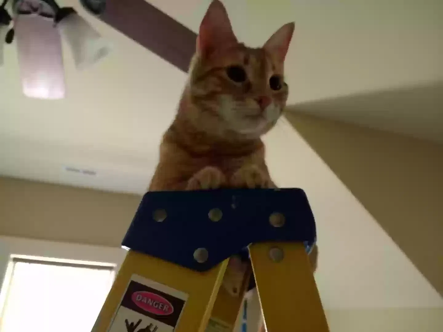 Lost cat in Flowery Branch, GA, 30542