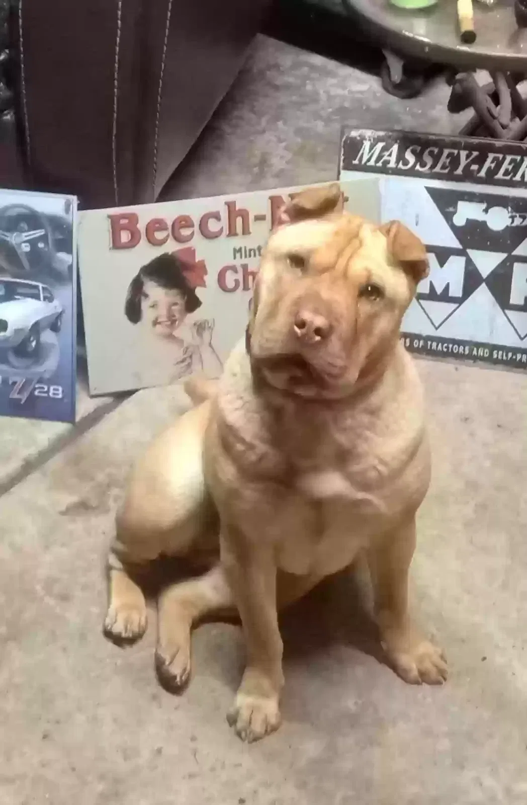 Lost dog in Romulus, MI, 48174