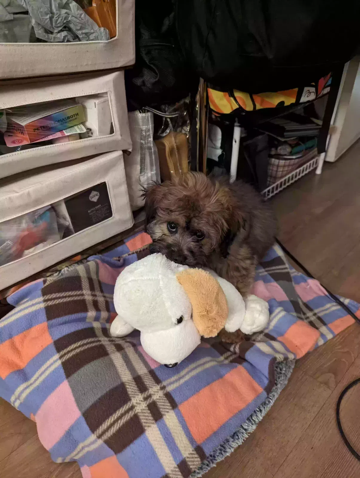 Lost dog in San Francisco, CA, 94115