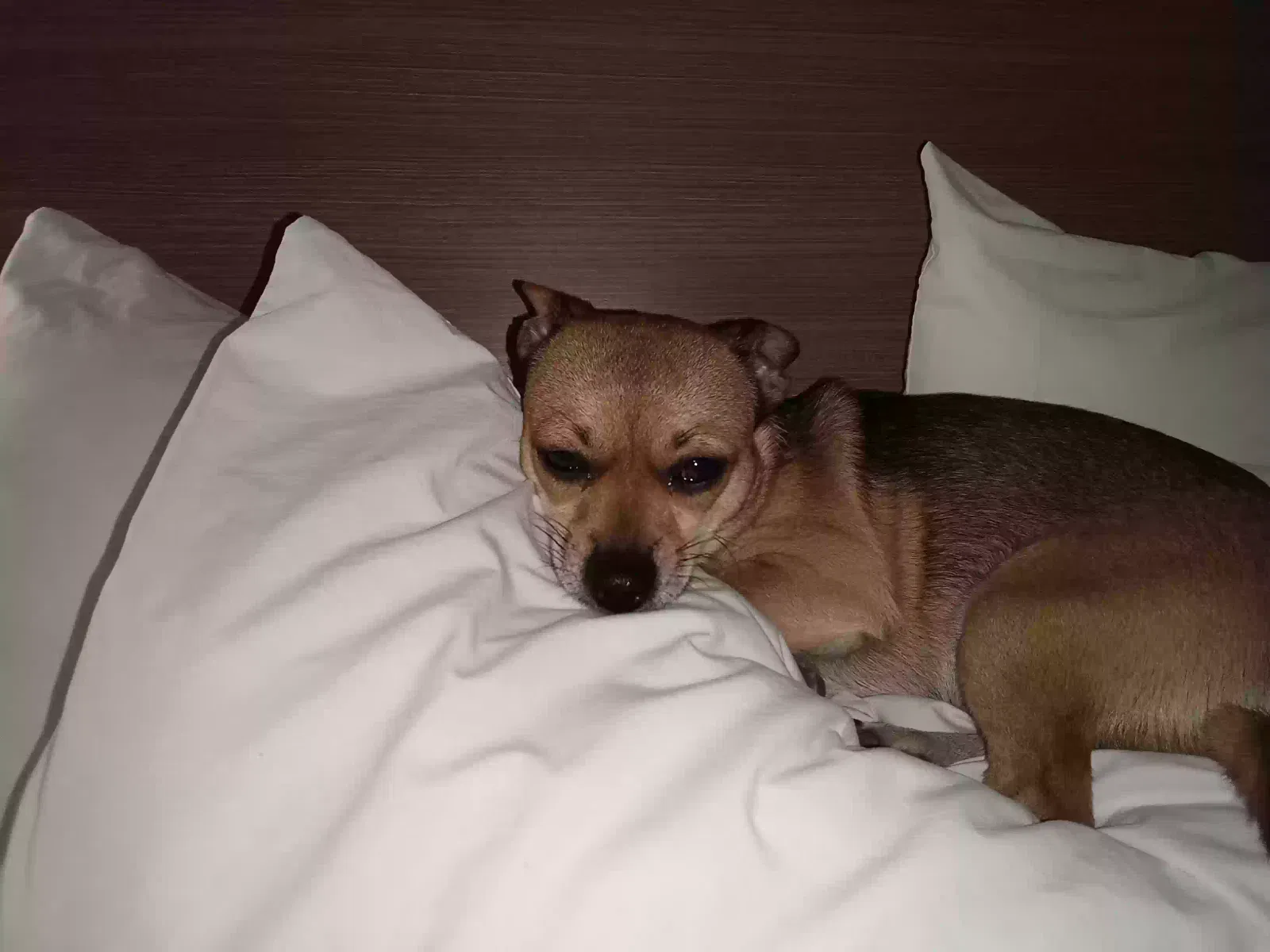 Lost dog in Fulton, MS, 38843