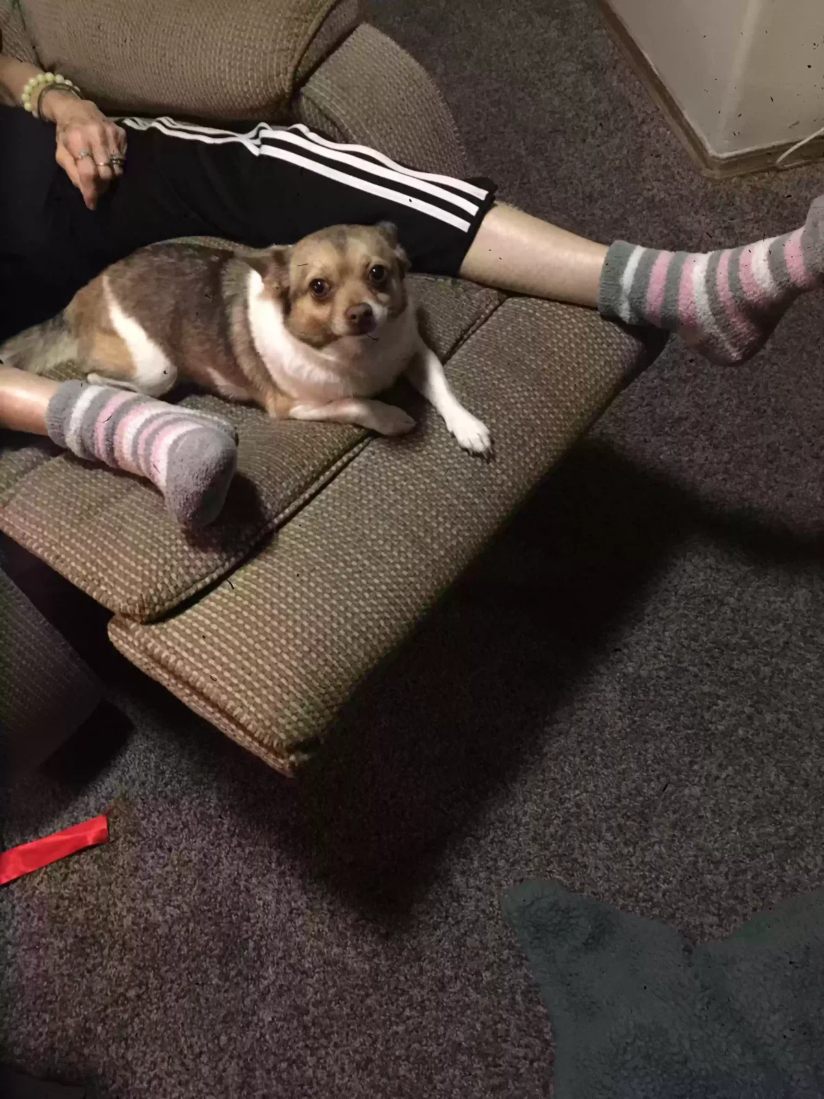 Lost dog in Medford, OR, 97501