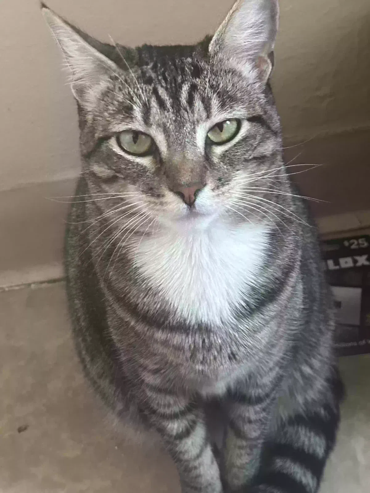 Lost cat in Los Angeles, CA, 90003