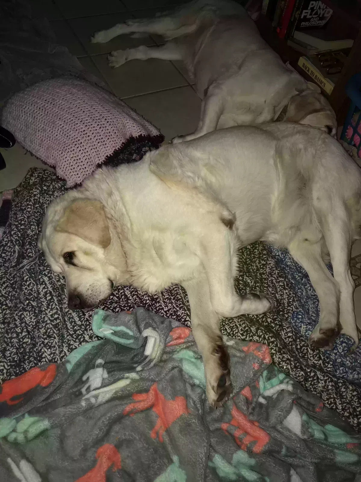 Found dog in Broken Arrow, OK, 74011