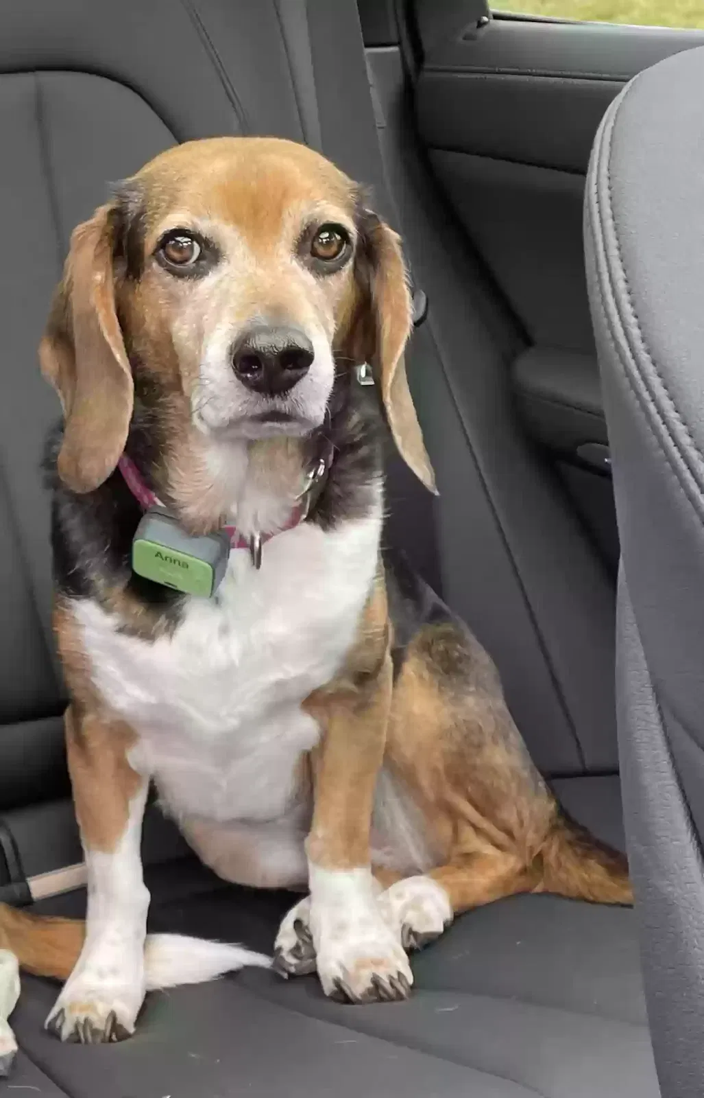 Lost dog in Lenoir City, TN, 37772