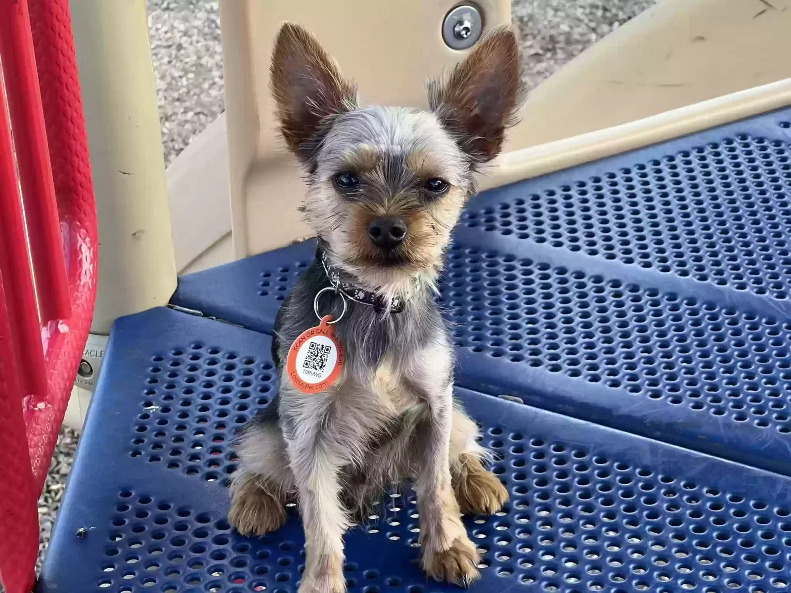 Lost dog in Hampton, VA, 23666