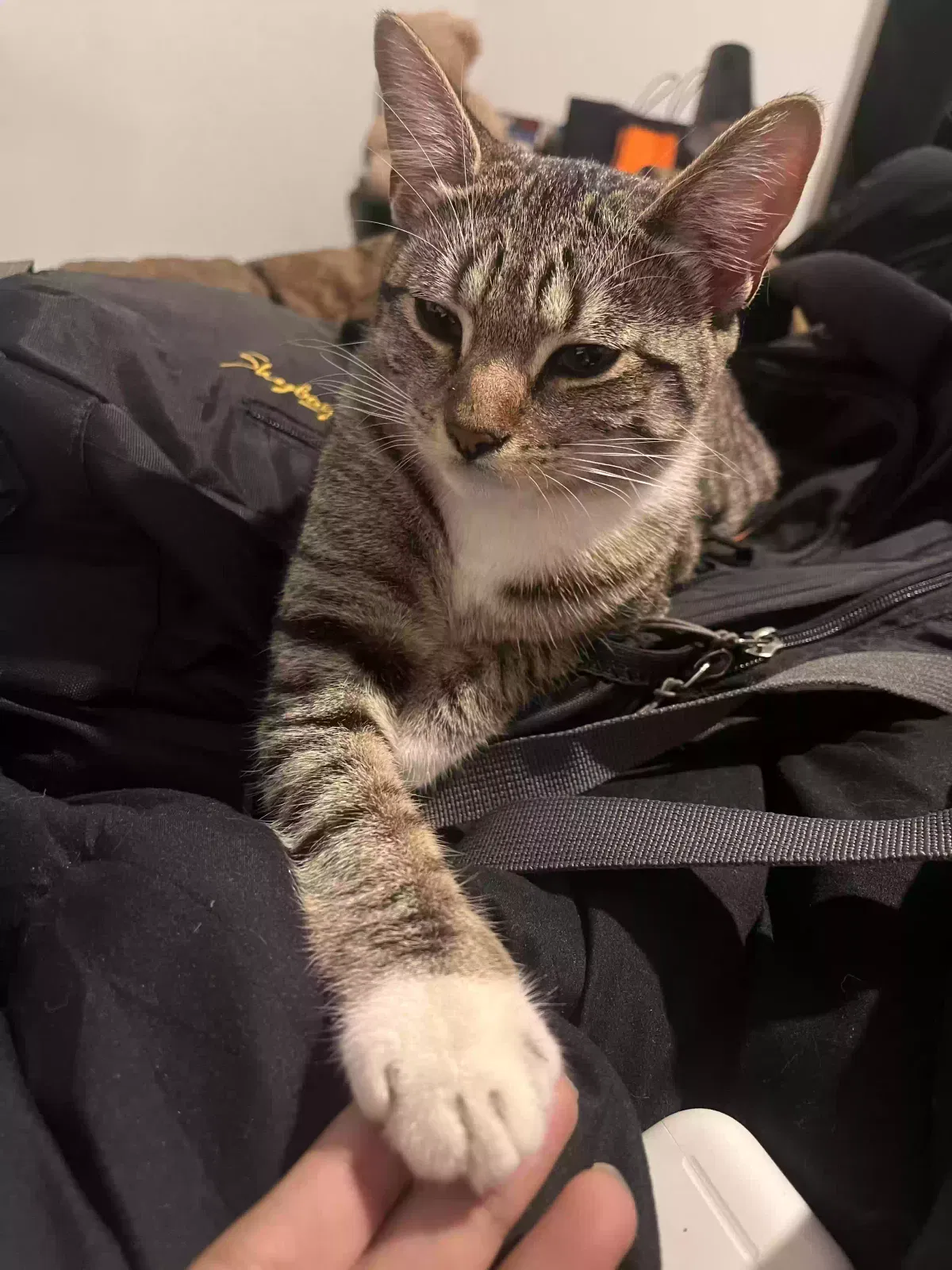 Lost cat in Jersey City, NJ, 7306