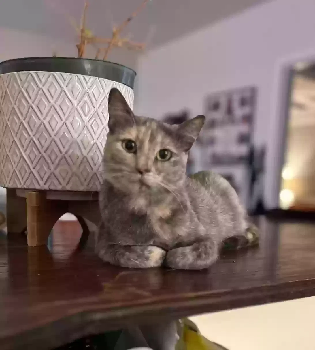 Lost cat in Long Beach, CA, 90808