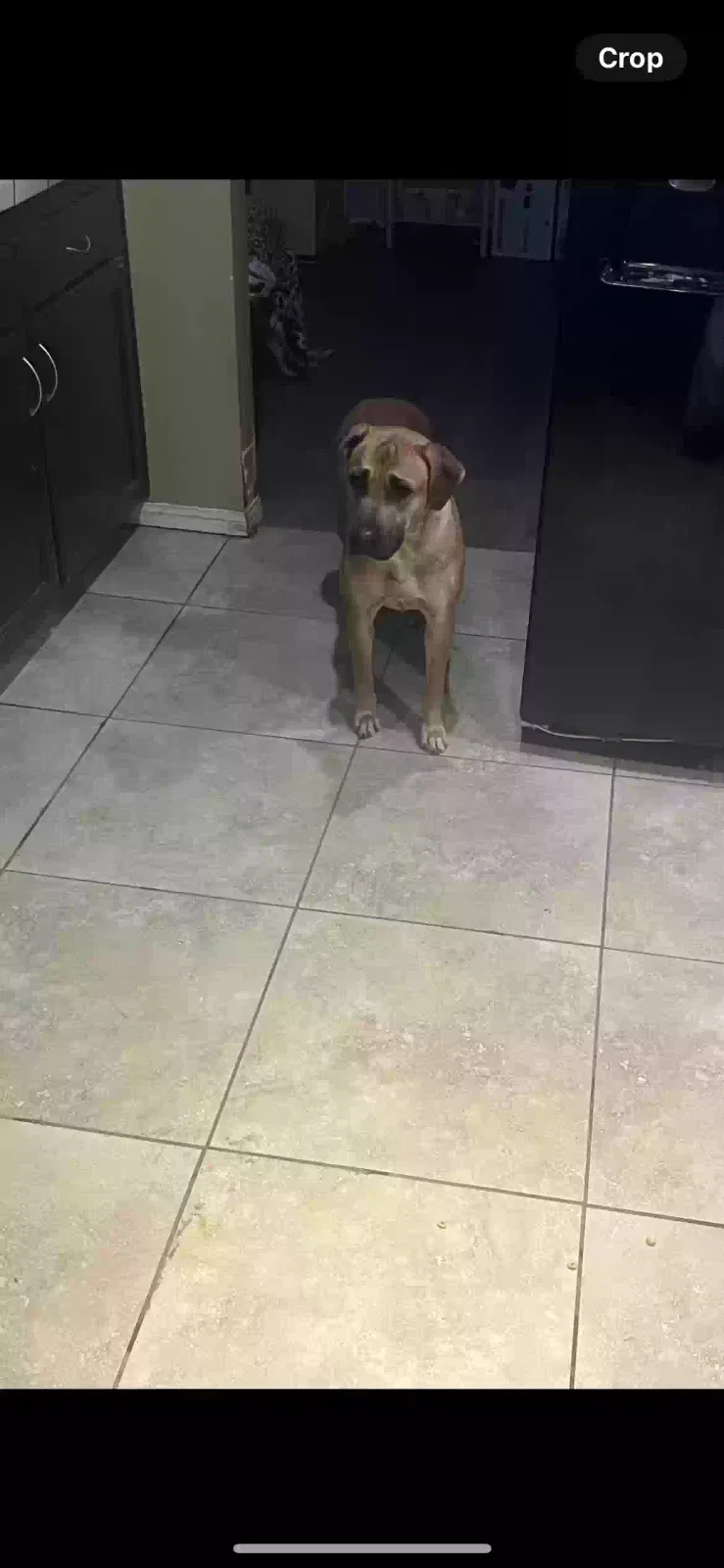 Lost dog in Winchester, CA, 92596