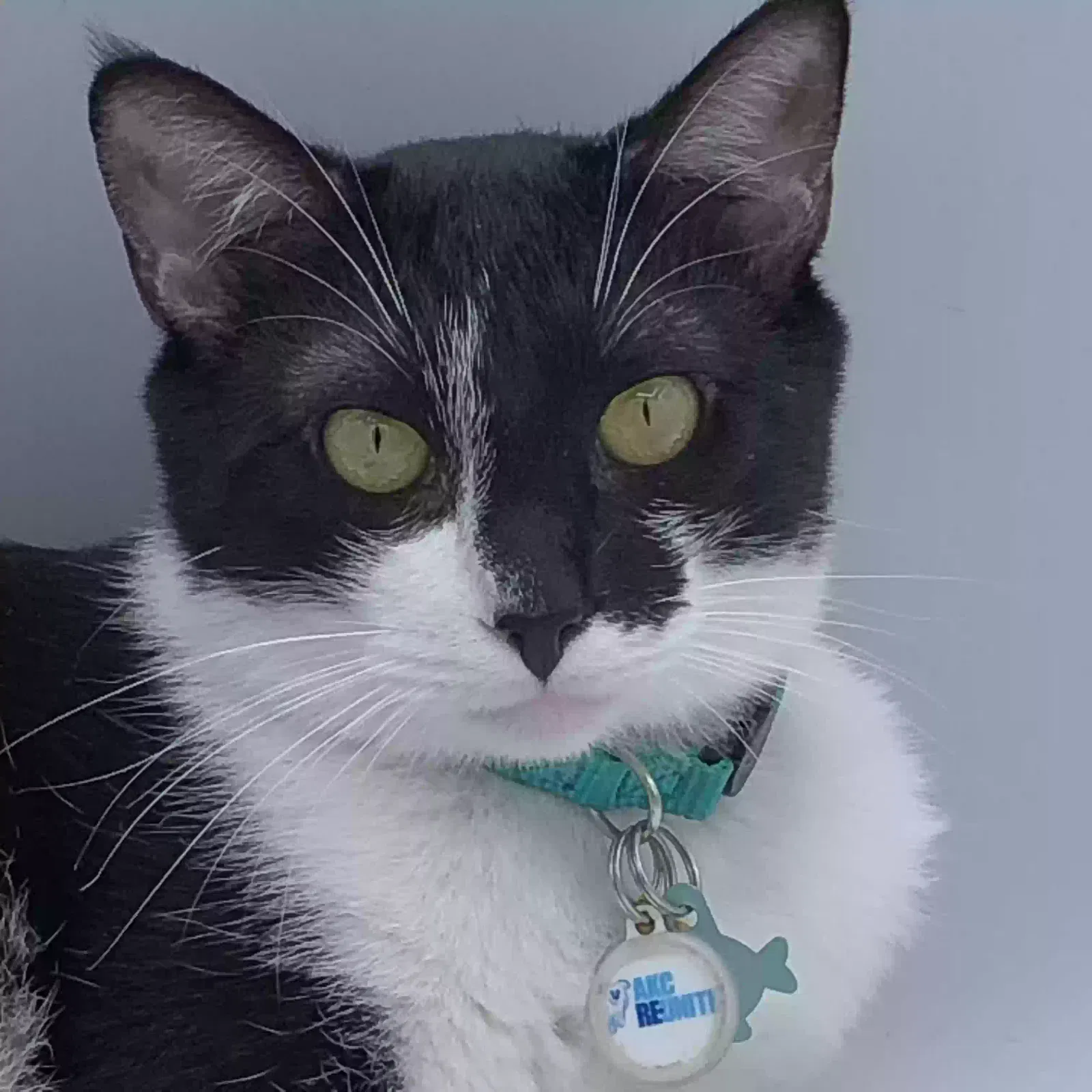 Lost cat in Rancho Cucamonga, CA, 91701