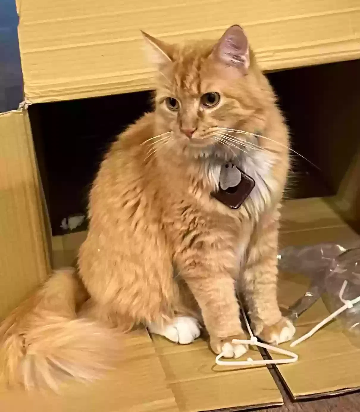 Lost cat in Tulsa, OK, 74136