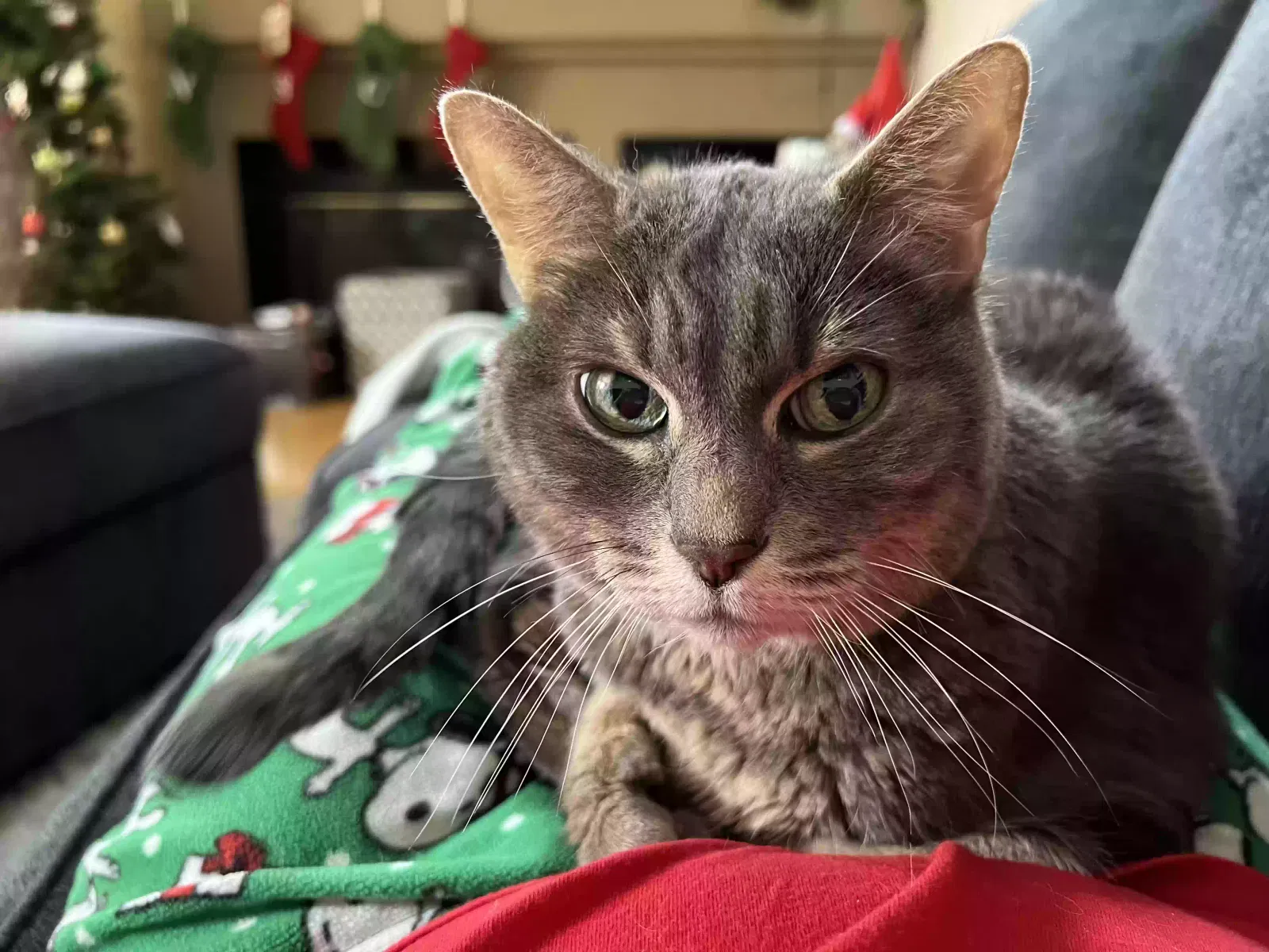 Lost cat in Rancho Santa Margarita, CA, 92688
