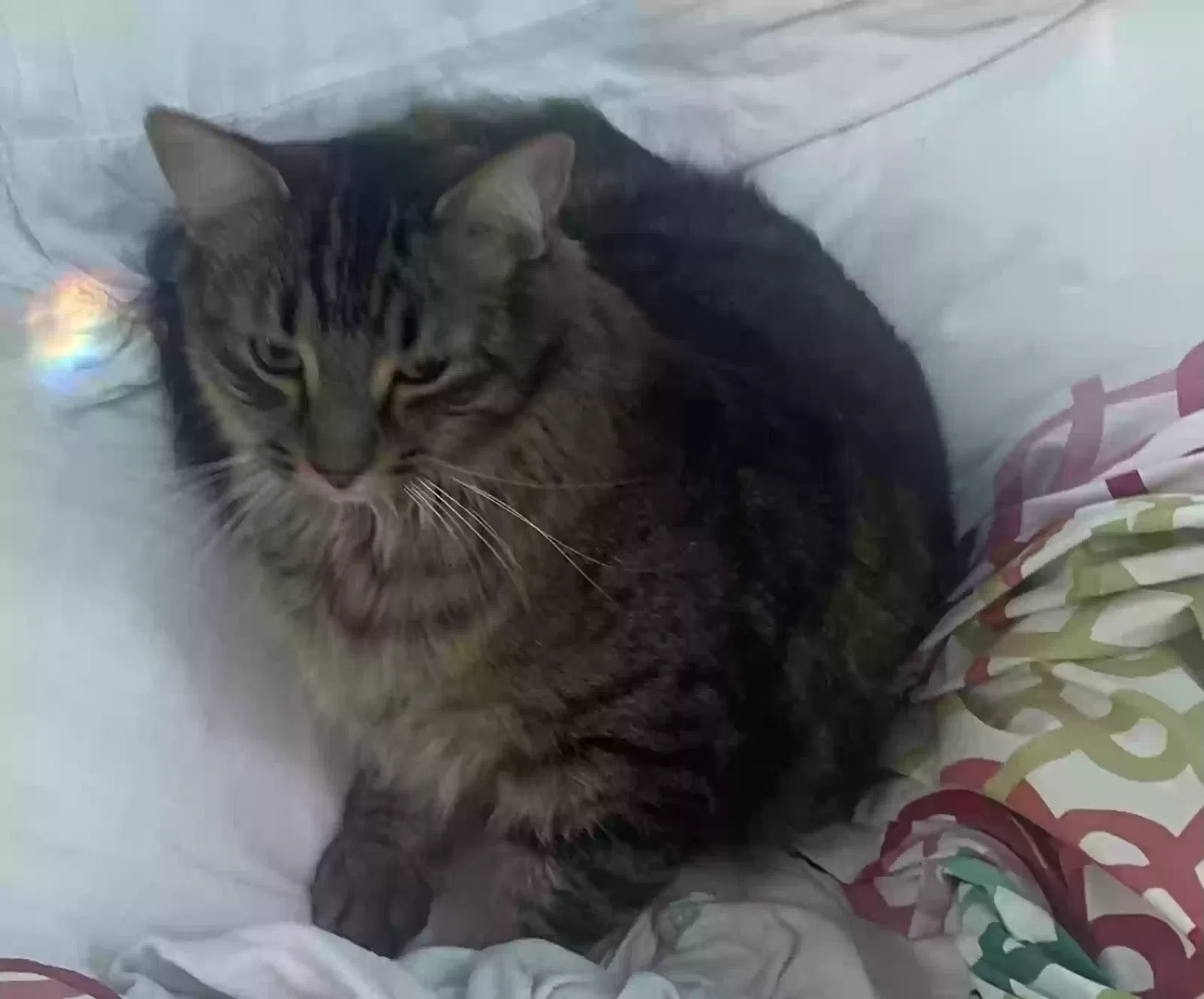 Lost cat in Ball Ground, GA, 30107