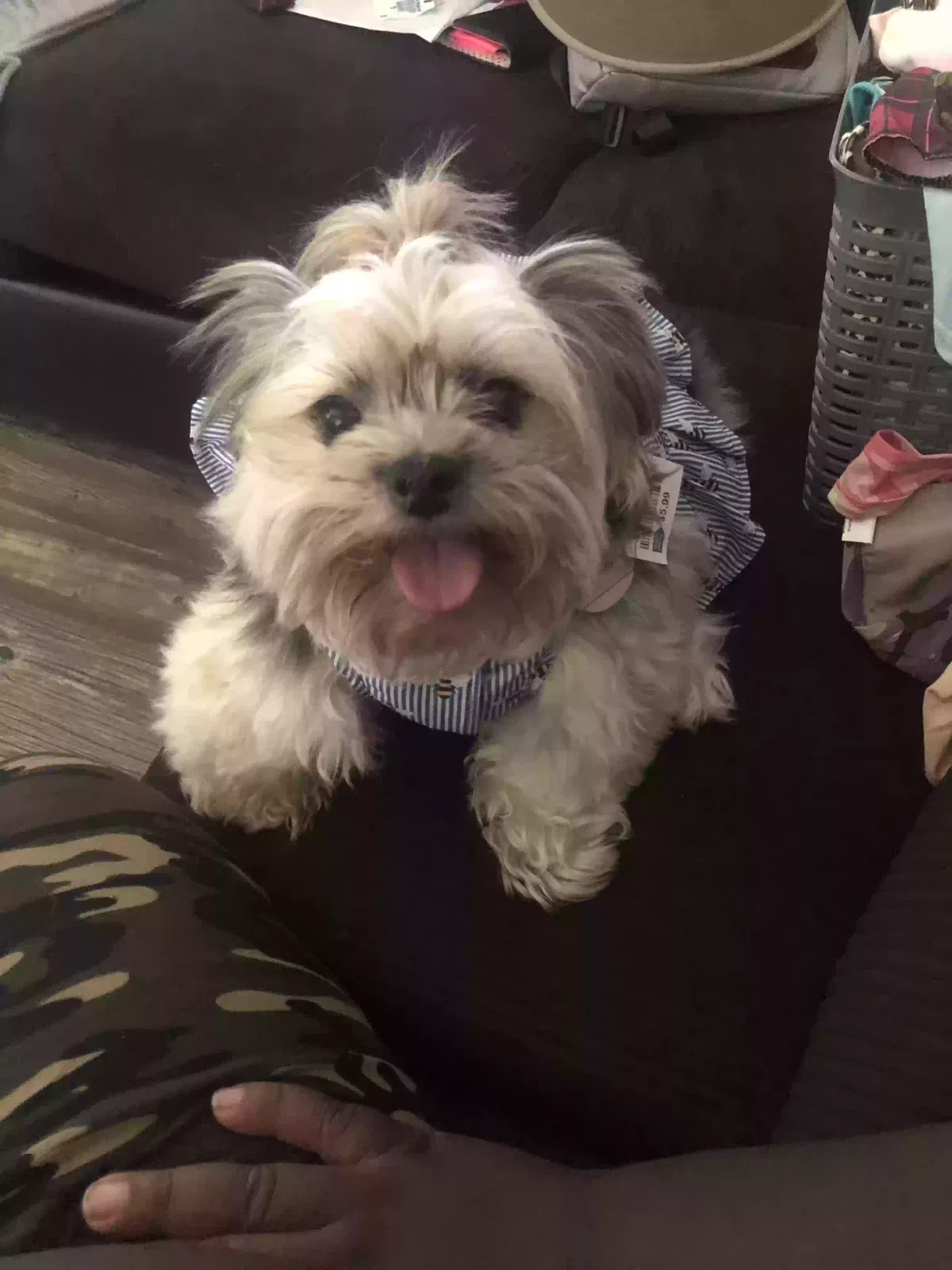 Lost dog in Las Vegas, NV, 89117