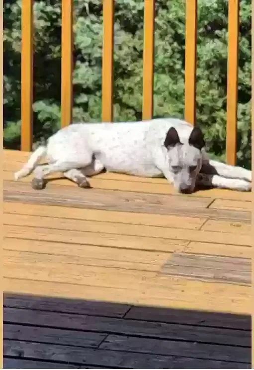 Lost dog in Beulah, CO, 81023