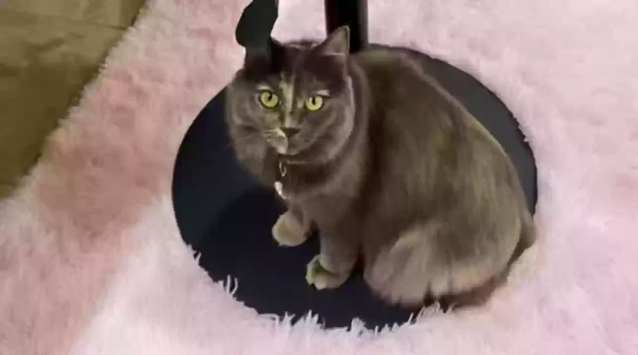 Lost cat in Avondale, AZ, 85323
