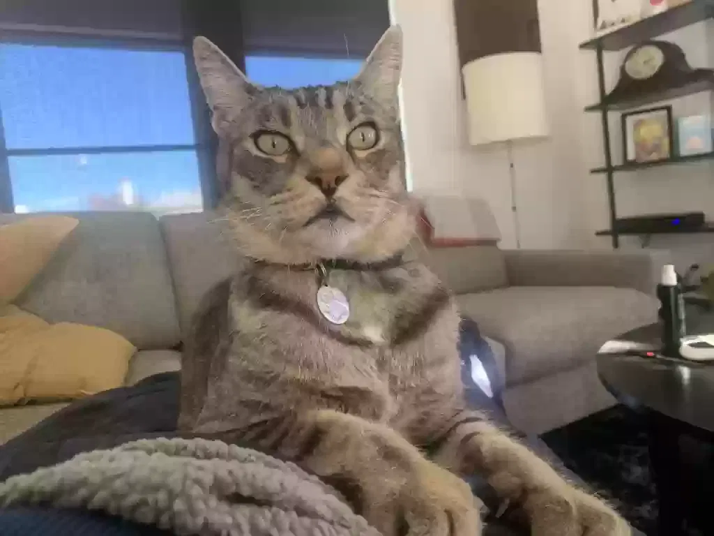 Lost cat in San Diego, CA, 92116