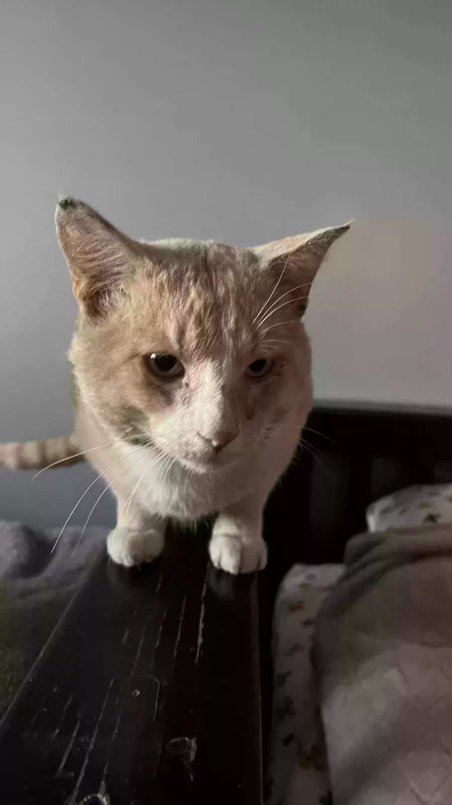Lost cat in Long Beach, CA, 90805