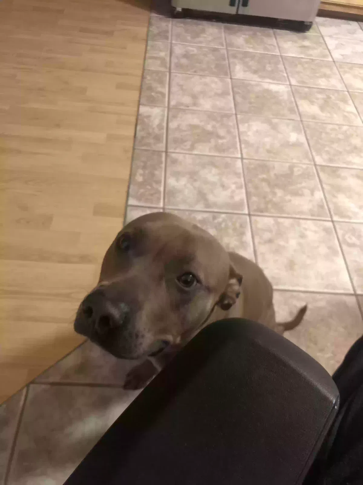 Lost dog in Albuquerque, NM, 87111