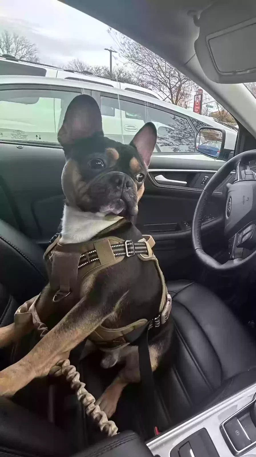 Lost dog in Antioch, CA, 94509