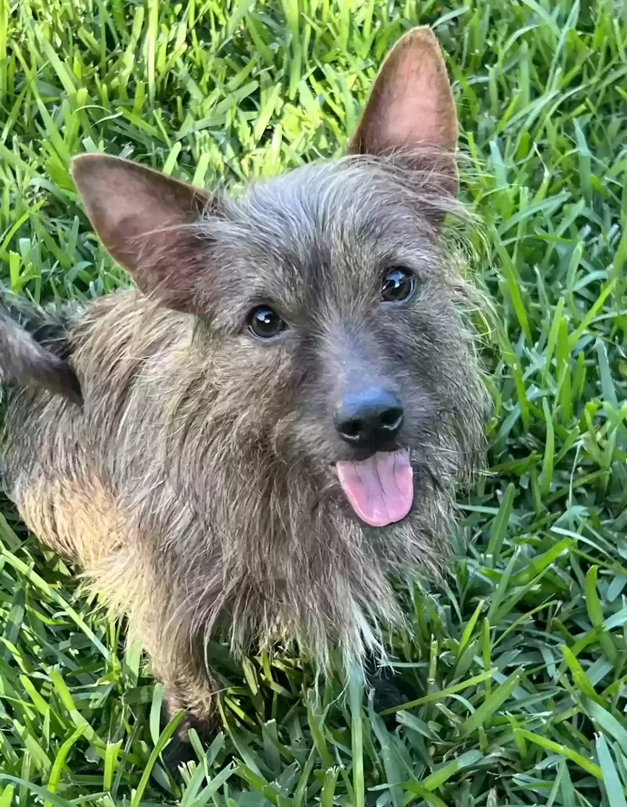 Lost dog in Miami, FL, 33162