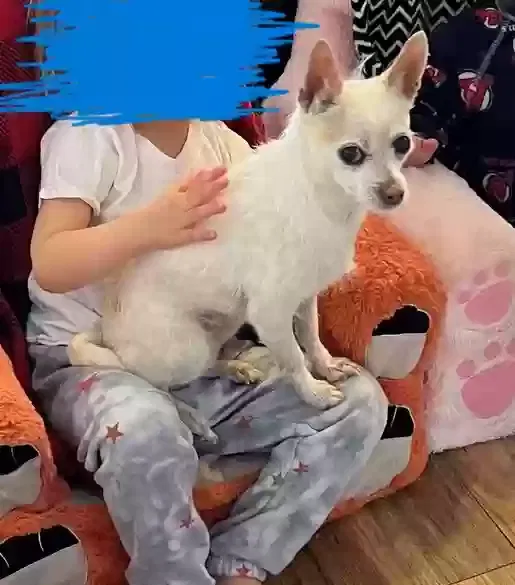 Lost dog in Albuquerque, NM, 87105