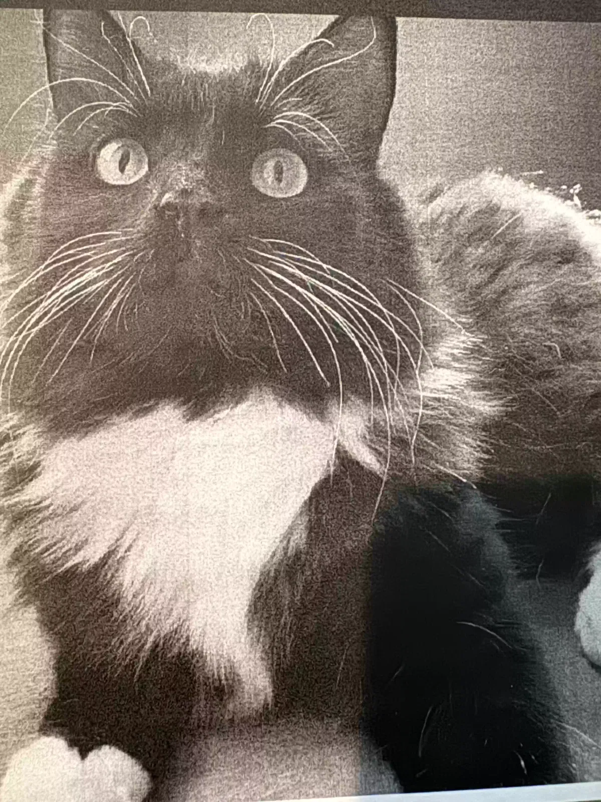 Lost cat in Henderson, NV, 89044