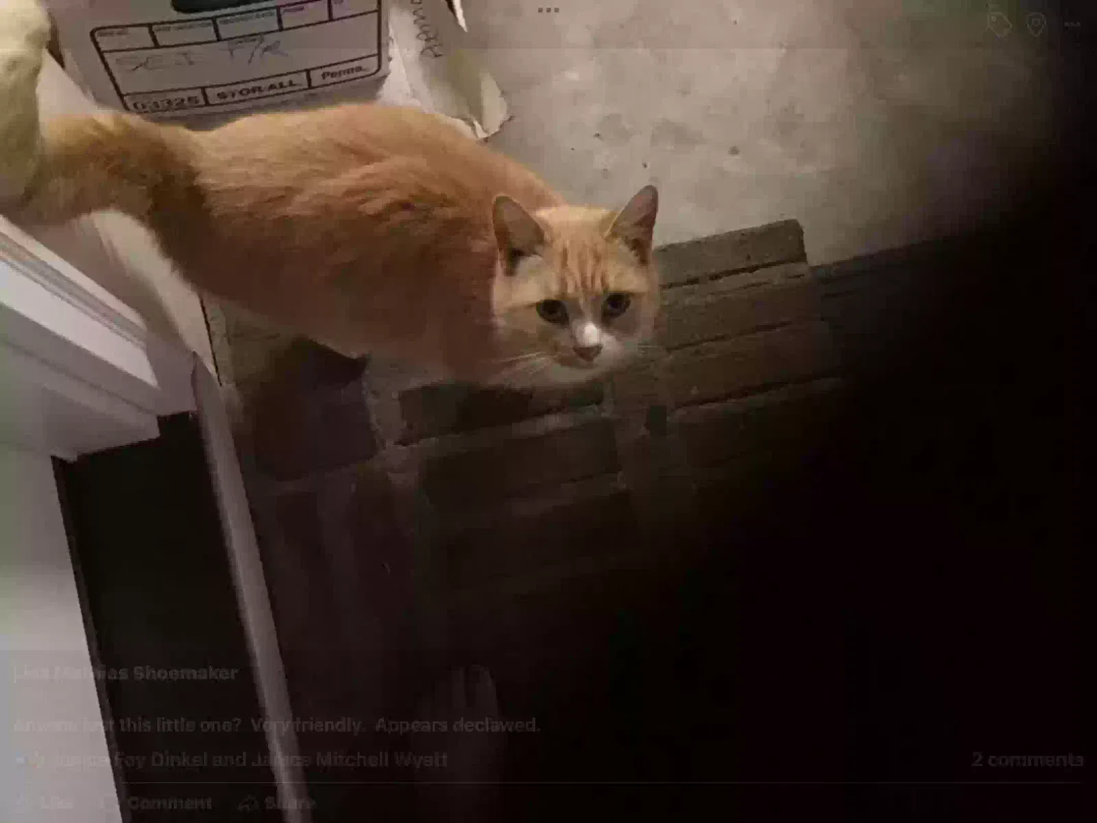 Found cat in West Columbia, SC, 29170