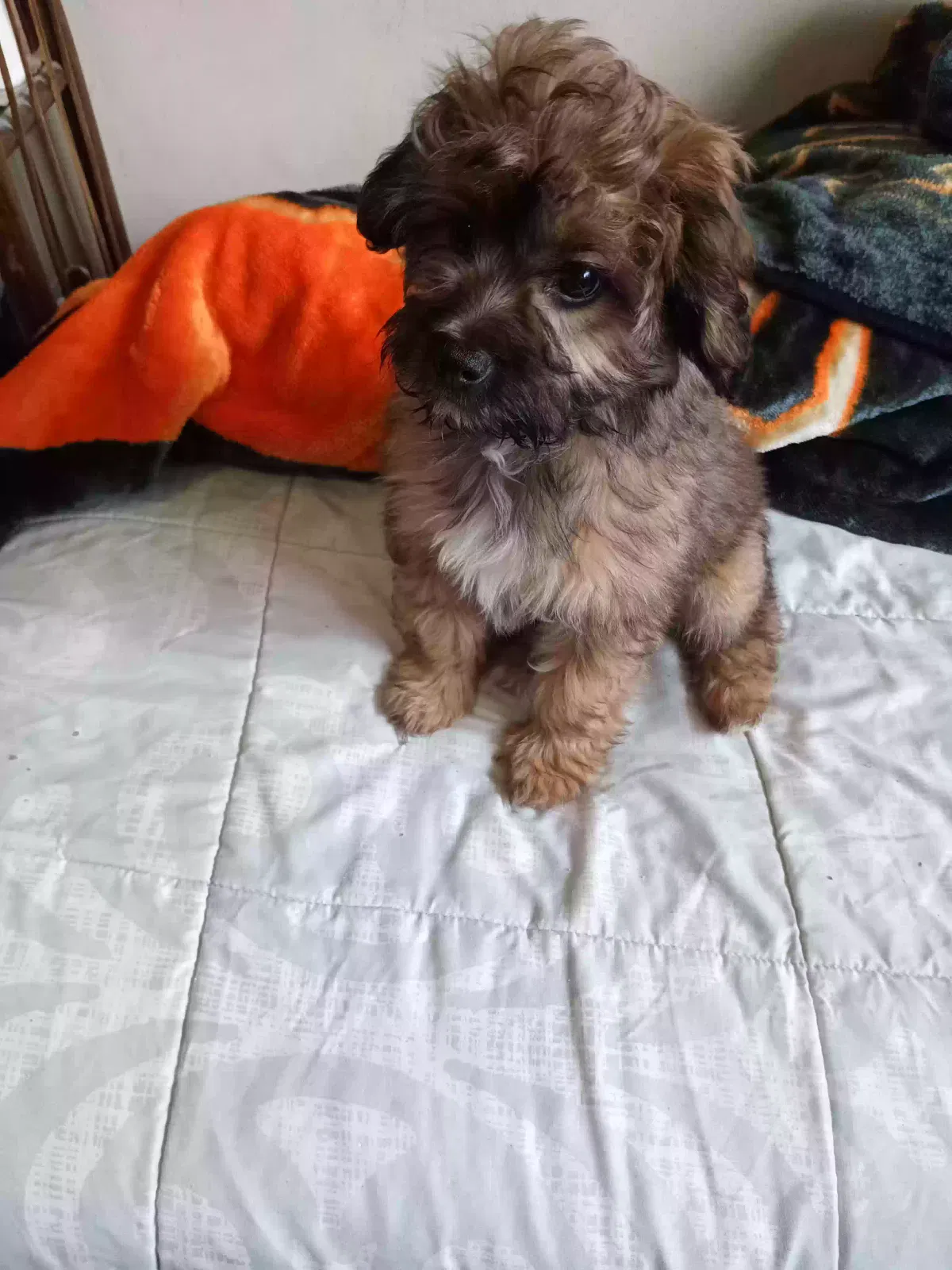 Lost dog in San Francisco, CA, 94132