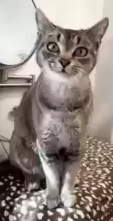 Found cat in La Mirada, CA, 90638