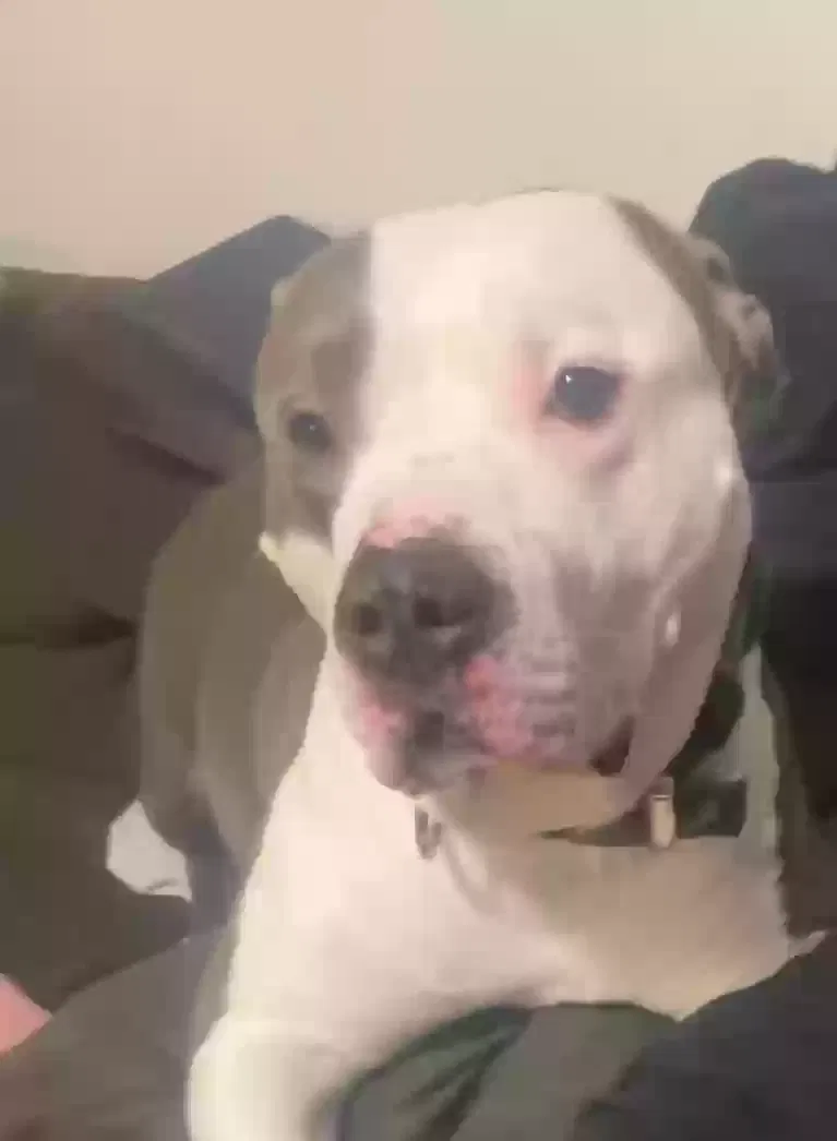 Lost dog in Baytown, TX, 77521