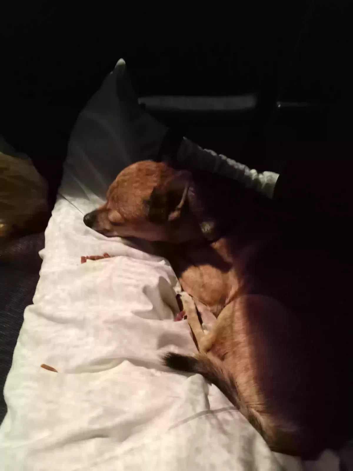 Lost dog in Hamilton, AL, 35570
