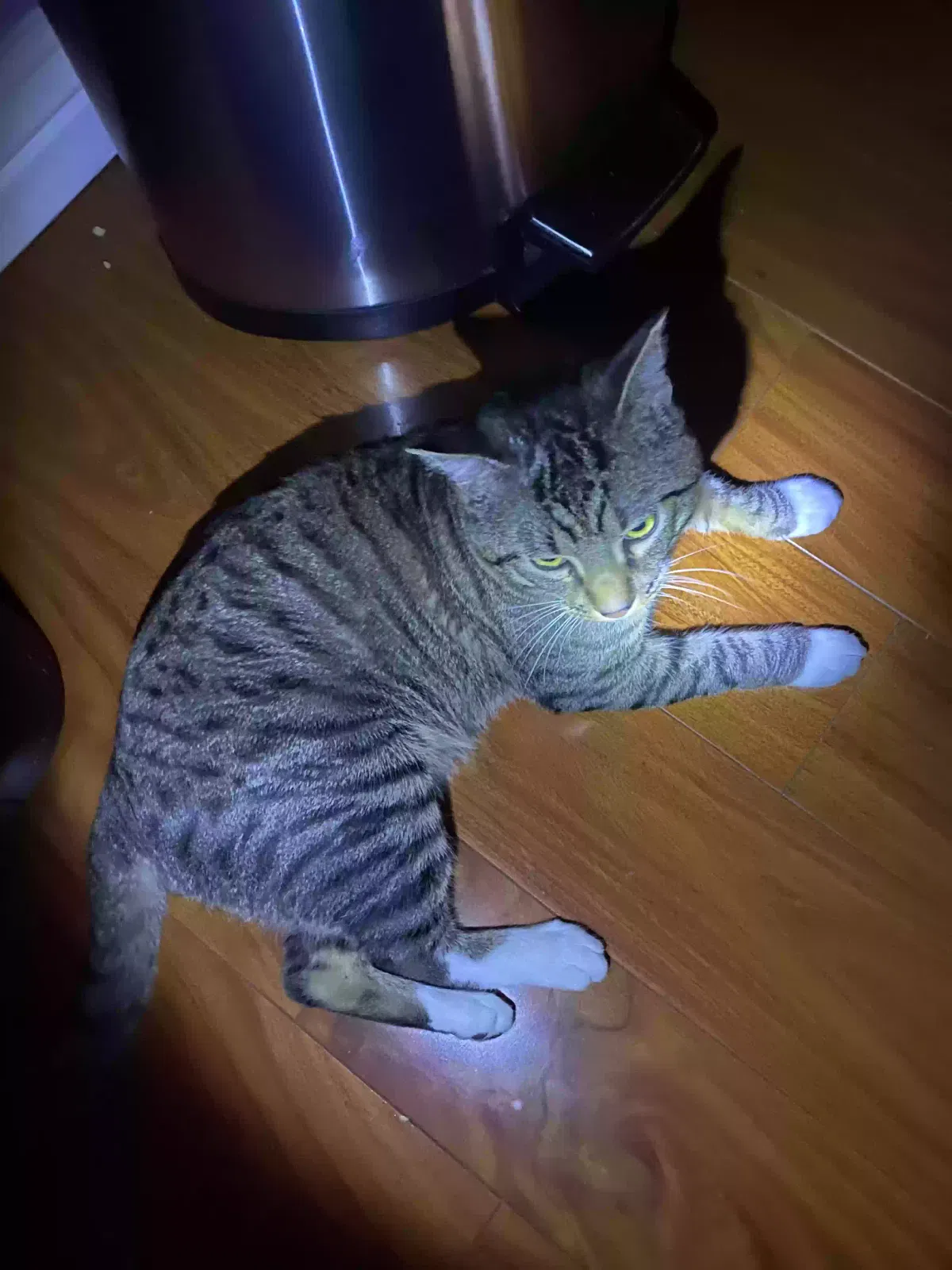 Found cat in Roy, UT, 84067