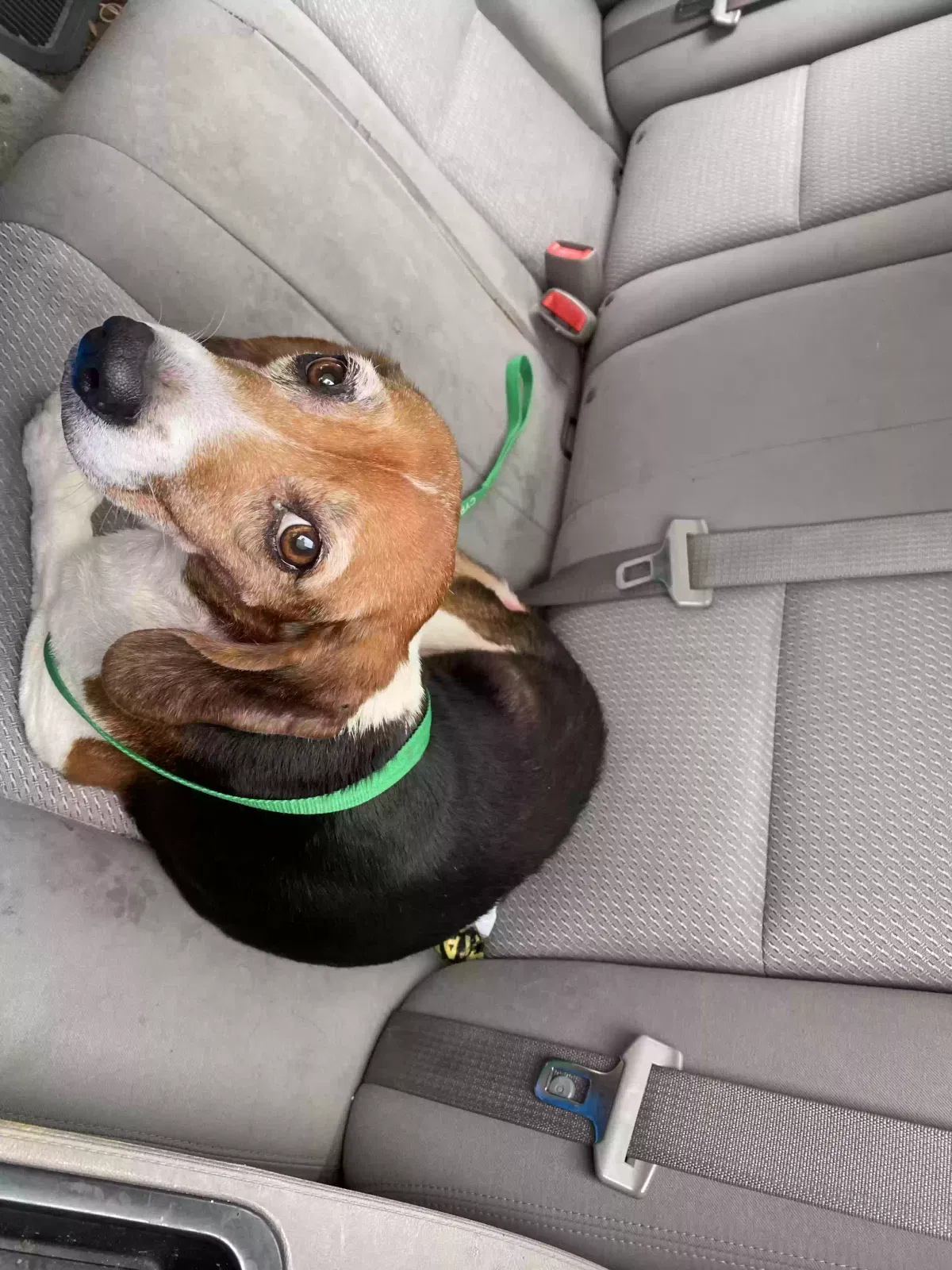 Lost dog in Fort Myers, FL, 33905