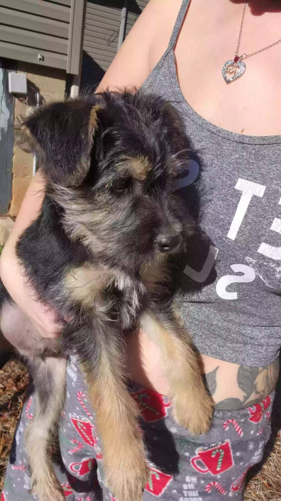 Lost dog in Ruffin, NC, 27326